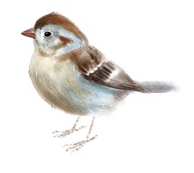 Field Sparrow, Bird, Watercolor Drawing, Digital Illustration, Animal.