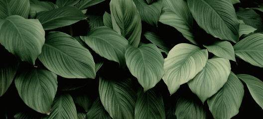 abstract green leaf texture, nature background, tropical leaf
