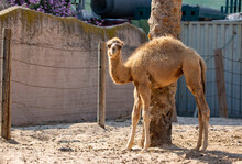 Baby Camel Standing In The Camels Farm On The Sand. Camels Baby Relaxing In Zoo With The Mouth Open Waiting For Food. Photography Lonely Dromedary Stands Next To A Palm Tree And Looks At The Camera