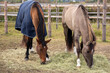 Horses eating hay from the ground on a paddock. Grullo coat color horse (Lusitano breed) and bay horse.