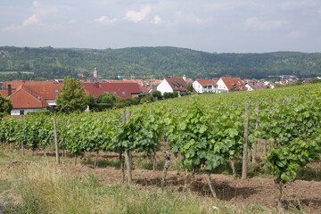 Poster - Weinberg bei Eibelstadt