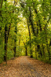 Fototapeta Krajobraz - jesień w parku z żółtymi i pomarańczowymi liśćmi