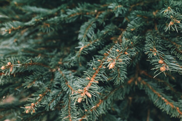 Poster - Natural Christmas trees in a farm market. Close-up on a pine branch. Selective focus, copy space