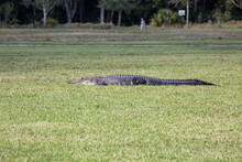 High Angle Shot Of A Large Alligator In A Grassy Field In Ave Maria Florida