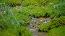 Close Up View Of Small Stream Flowing In Pristine Nature. Clean Water In Alpine Valley. Moss And Grass Covering The Landscape. Static Shot, Real Time