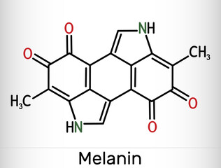 Poster - Melanin  molecule. Polymers of tyrosine derivatives found in and causing darkness in skin (skin pigmentation) and hair. Structural chemical formula