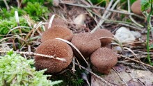 Group Of Brown Puffball Mushrooms (Lycoperdon) Growing In Green Moss