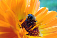 A Close-up Of A Bee Sitting On An Orange Pot Marigold Flower And Cleaning Its Proboscis, Blurred Green Background