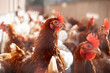 Huhn im Hühnerstall