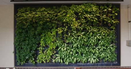 Wall Mural - Green plant wall outside the building