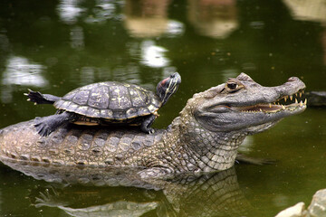 Canvas Print - Closeup shot of Papaw alligator with a tortoise on the back