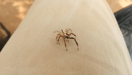 Poster - Closeup shot of a big spider on beige fabric