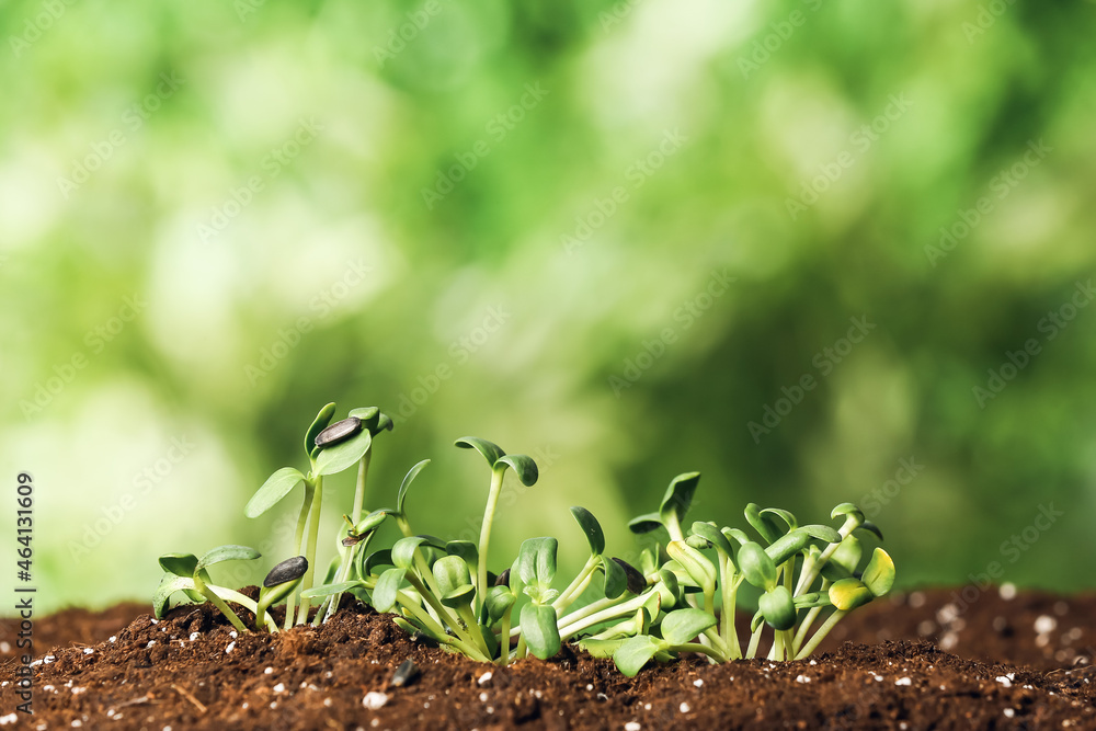 Green seedlings growing in garden