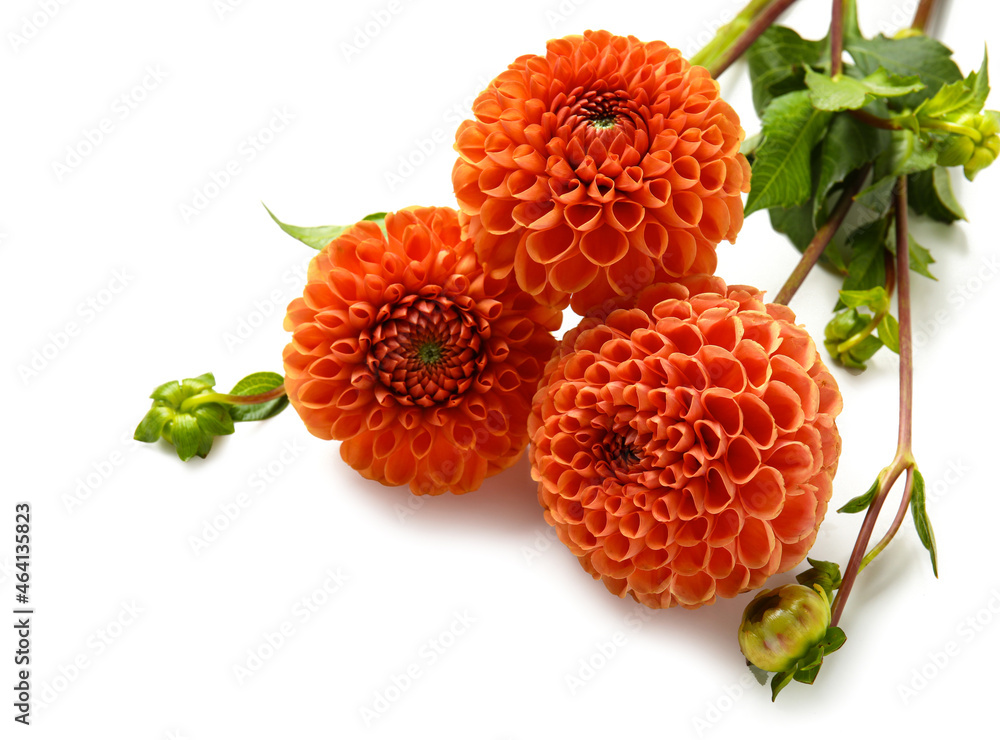 Three dahlia flowers on white background, closeup