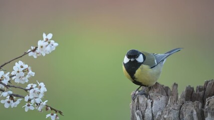 Wall Mural - Great tit Parus major in the wild. A bird sits on a stick and eats a seed.