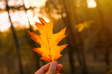 Wall Mural - Sunset in an autumn afternoon of a man's hand with a brown leaf, autumn scenery, oak leaf