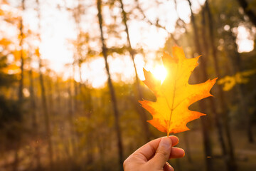 Wall Mural - Sunset in an autumn afternoon of a man's hand with a brown leaf, autumn scenery
