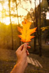 Wall Mural - Sunset in an autumn afternoon of a man's hand with a brown leaf, autumn scenery
