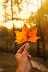 Wall Mural - Sunset in an autumn afternoon of a man's hand with a brown leaf, autumn landscapes, vertical photo