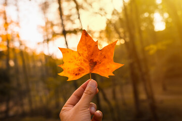 sunset in an autumn afternoon of a hand of a man with a brown leaf, autumn landscapes, leaf with aut