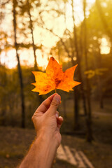 Wall Mural - Sunset in an autumn afternoon of a man's hand with a brown leaf, autumn scenery, with the sun in the background