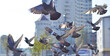 many beautiful flying pigeons close-up on a sunny street in the city. city landscape. wild bird, nature. a flock in flight with spread wings, a kind cute landscape. flying away feathers. urban
