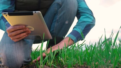 Wall Mural - agriculture. farmer with a digital tablet examines green wheat in a field on a digital tablet. agriculture smart farm business concept. farmer hand with digital tablet in eco field. smart farming