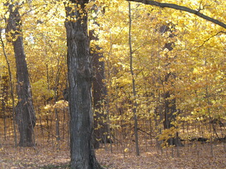 Wall Mural - autumn in the woods