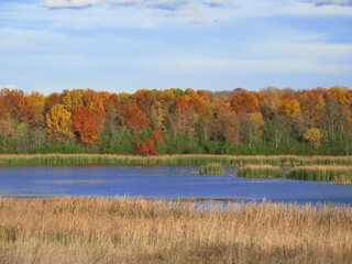 Wall Mural - autumn trees in the lake