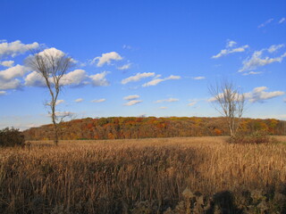 Wall Mural - landscape with sky