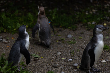 Poster - Scenic view of Magellanic penguins on a blurred background