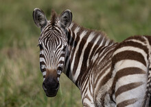A Zebra In Africa 