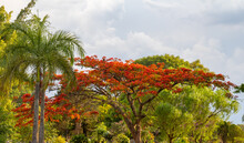 Flamboyant Tree With Many Bright Orange Flowers In Selective Focus Amidst Tropical Rainforest.