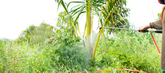 Wall Mural - Man crop spraying grass field in the durian farm field with chemical killer plant.Farmer spraying pesticide.Herbicide, Agriculture chemicals, Farm with worker in thailand.Grass killer.sprayer crop.