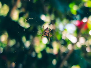 Wall Mural - spider on a web