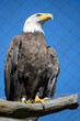 Vertical shot of a bald eagle perched on a tree branch in a zoo under the sunlight