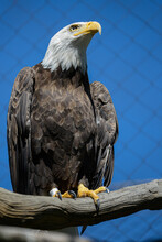 Vertical Shot Of A Bald Eagle Perched On A Tree Branch In A Zoo Under The Sunlight