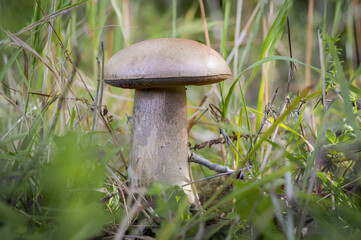 Poster - Leccinum scabrum, commonly known as the rough-stemmed bolete, scaber stalk, and birch bolete, edible