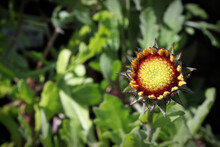Closeup Of Unopened Blanket Flower Buds In Summer