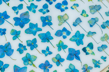 Pressed blue real hydrangeas on white table close up