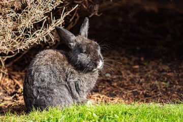 Wall Mural - close up of a cute black bunny with white patch on the nose laying on the grass by the bush enjoying the afternoon sun