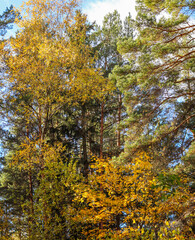 Wall Mural - Beautiful autumn forest. Bright yellow leaves of trees. Natural colorful background