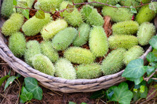 Harvest Of Cucumis Dipsaceus Also Known As Arabian Cucumber Or Hedgehog Cucumber In Basket