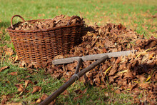 A Pile Of Raked Chestnut Leaves, A Wooden Rake And A Wicker Basket Filled With Leaves.
