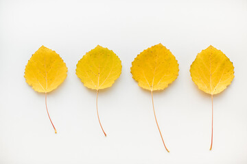 Autumn leaves on a white background. Aspen leaves on a white background. Texture from autumn leaves. 