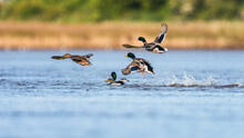 Birds Courtship - Female And Males Of Mallard Duck, Mallard, Anas Platyrhynchos