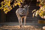 Fototapeta Zwierzęta - Zebra obrócona tyłem