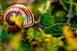 The snail in the garden