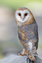 Fine Art Portrait Of Barn Owl (Tyto Alba)