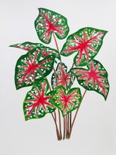 Hand Drawn Watercolor Painting Of Caladium Red Star. Botanical Painting For Illustration, Print, Background, Etc